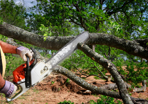 Seasonal Cleanup (Spring/Fall) in Le Claire, IA